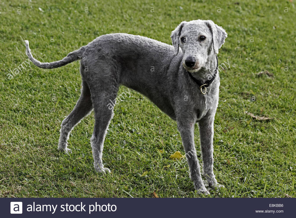 bedlington-terrier-recently-clipped-standing-in-a-field-E8KBB6.jpg