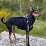 Luna Dvergpinscher