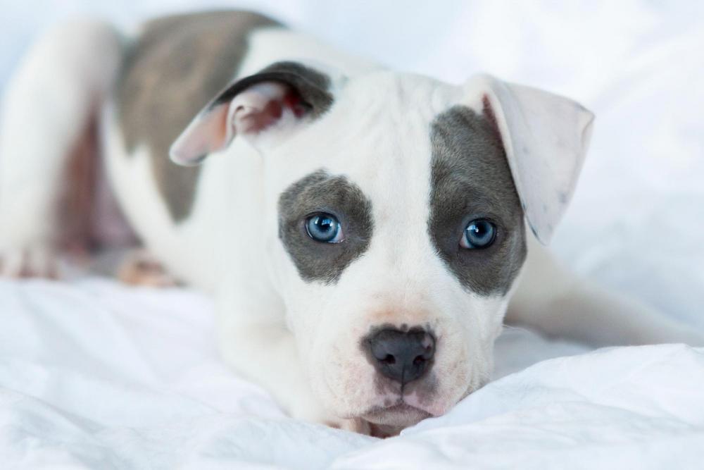 dog-breeds-with-blue-eyes-5089039-10-b6fa574c3463402db3389e2e048d43e4.jpg